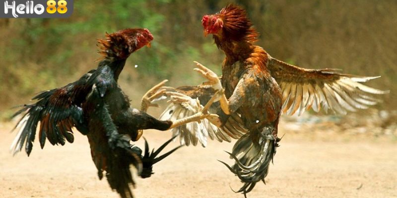 Cách chọn tướng gà đá qua hình dáng