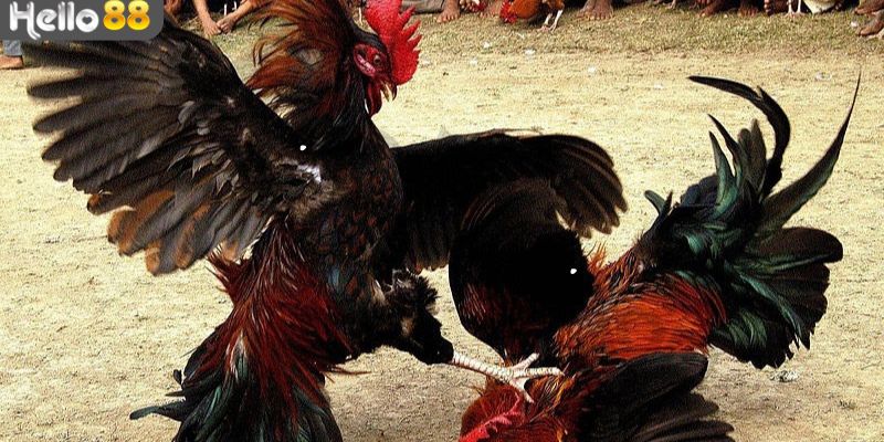 Lưu ý quan trọng của cách chọn tướng gà đá