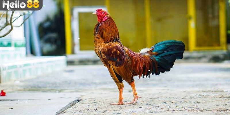 Thông tin cơ bản về cách chọn tướng gà